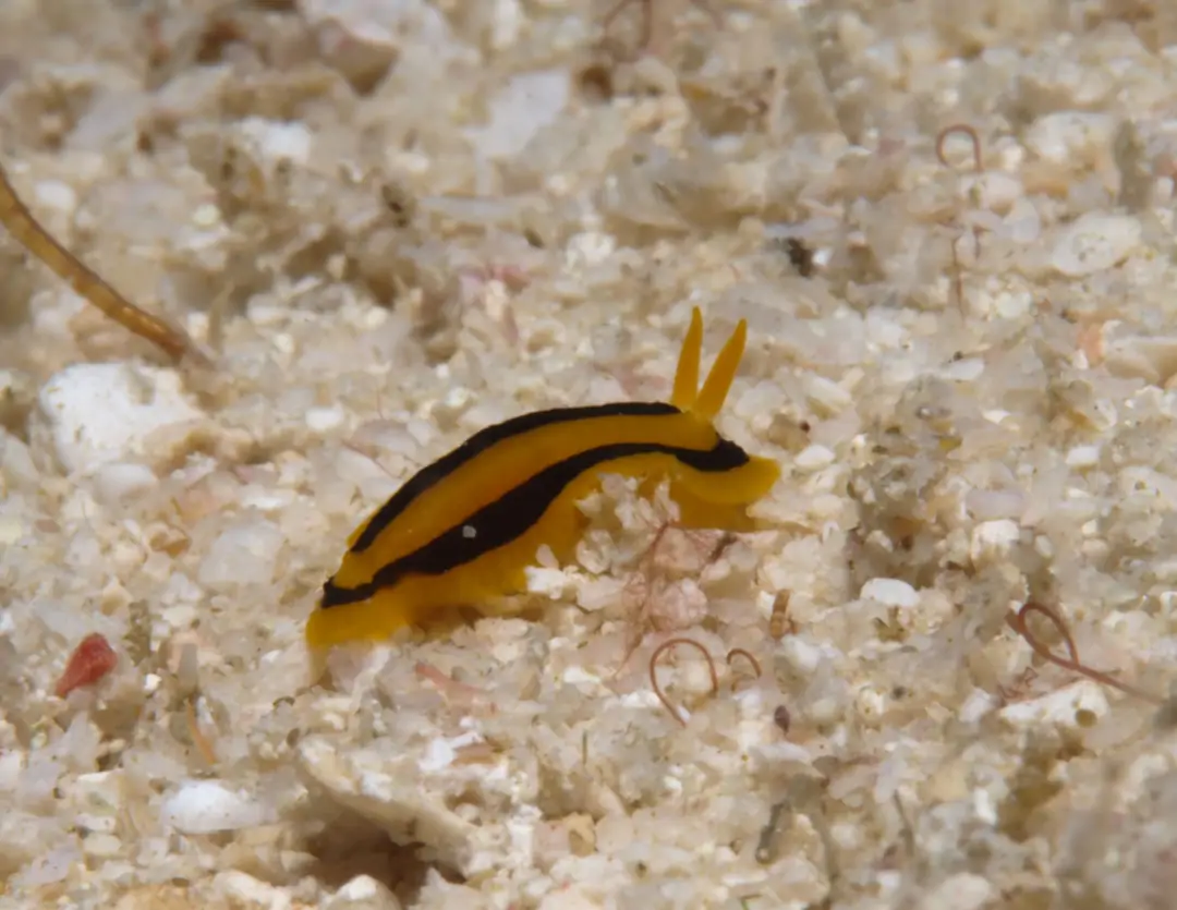 Seabook: Warty Sea Slug