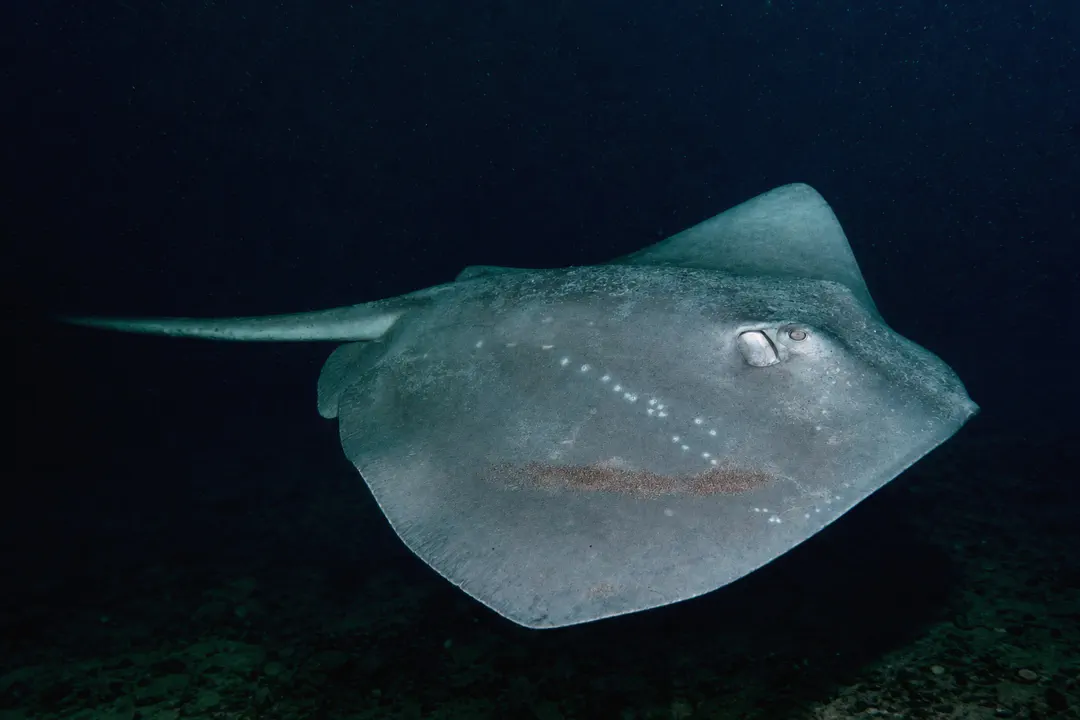 Smooth Stingray (Dasyatis brevicaudata)