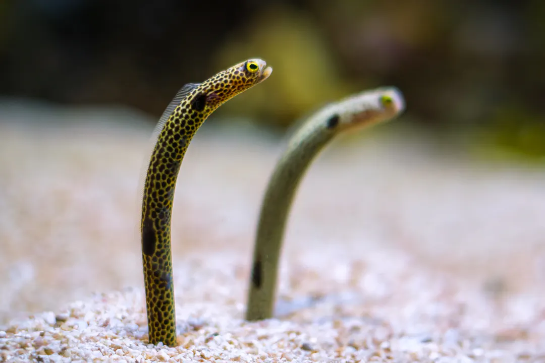 Spotted Garden Eel (Heteroconger hassi)