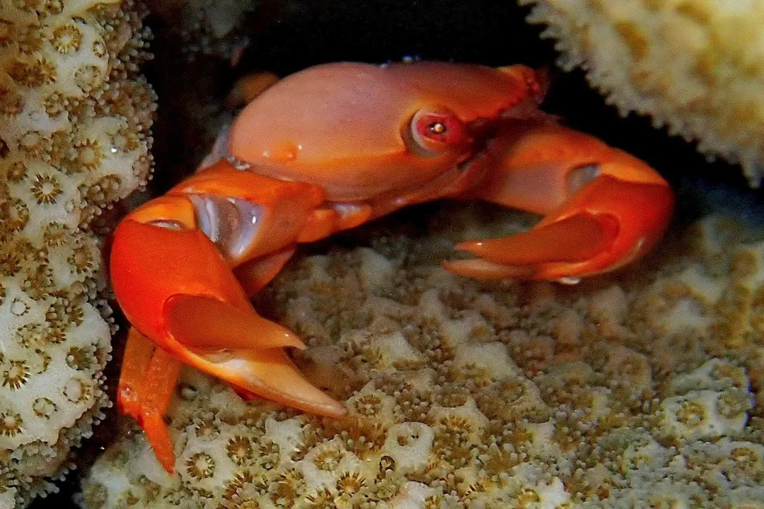 Rusty Guard Crab (Trapezia bidentata)