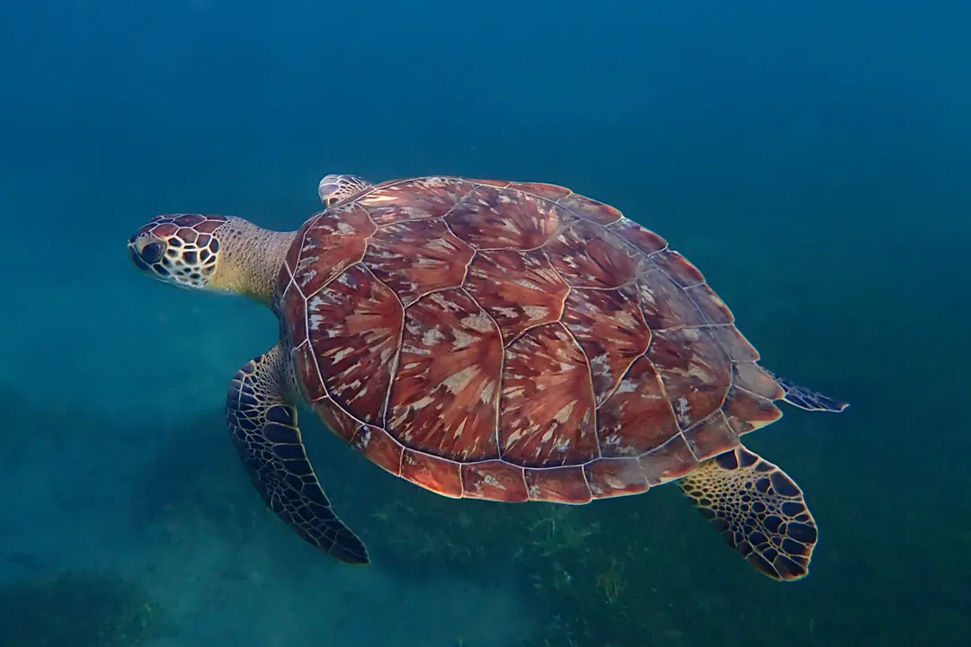 Green sea turtle