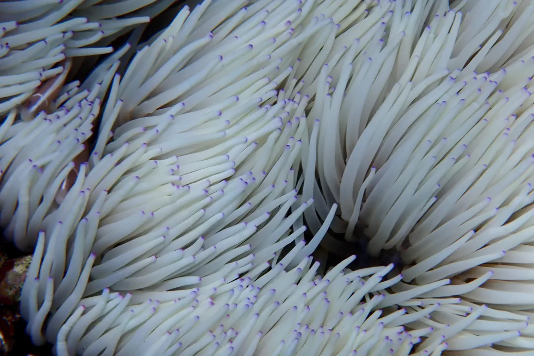 Sebae Anemone (Heteractis crispa)