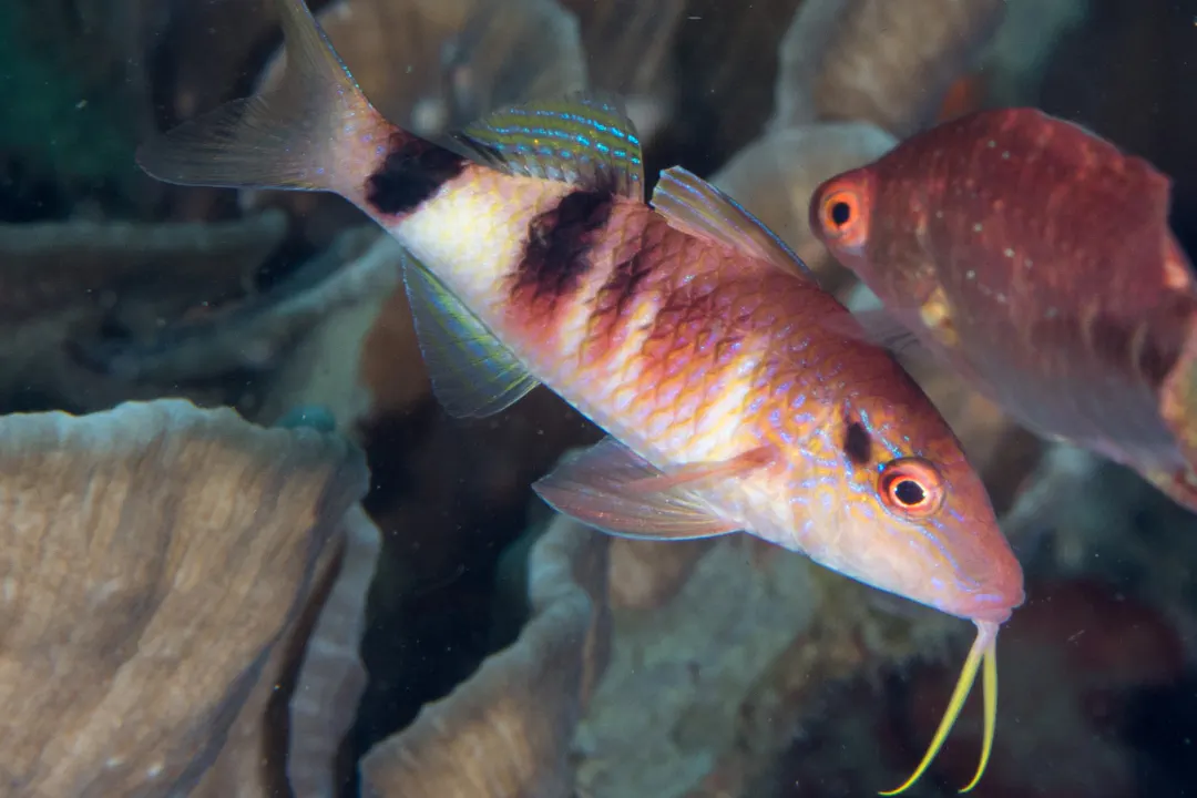 Manybar Goatfish (Parupeneus multifasciatus)