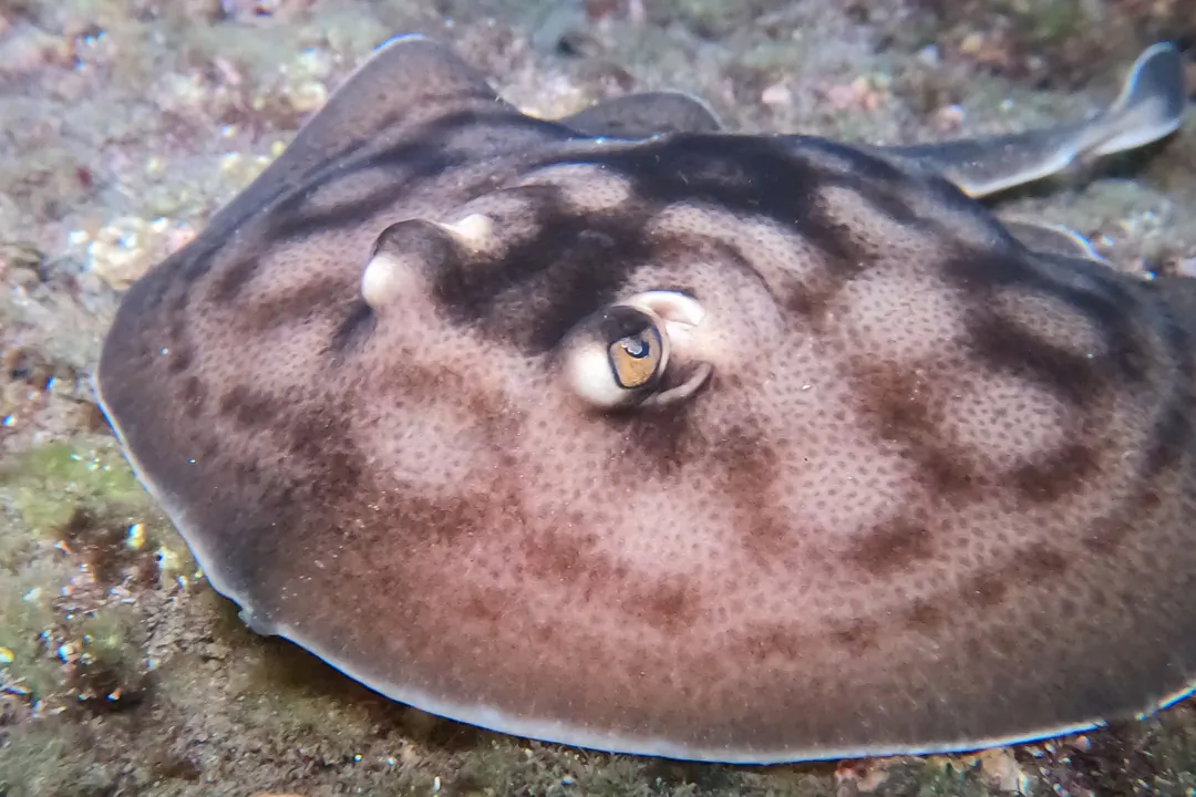 Bullseye Round Stingray (Urobatis concentricus)