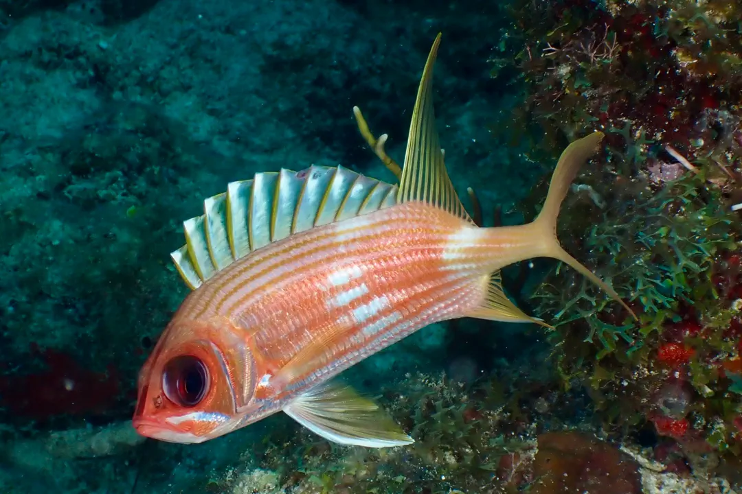Longspine Squirrelfish