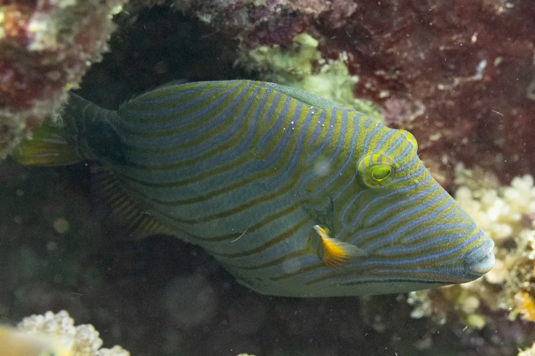 Orange-lined Triggerfish (juvenile) (Balistapus undulatus)