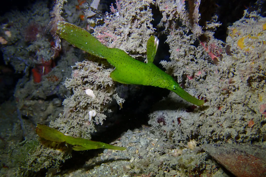 Robust Ghost Pipefish (green)