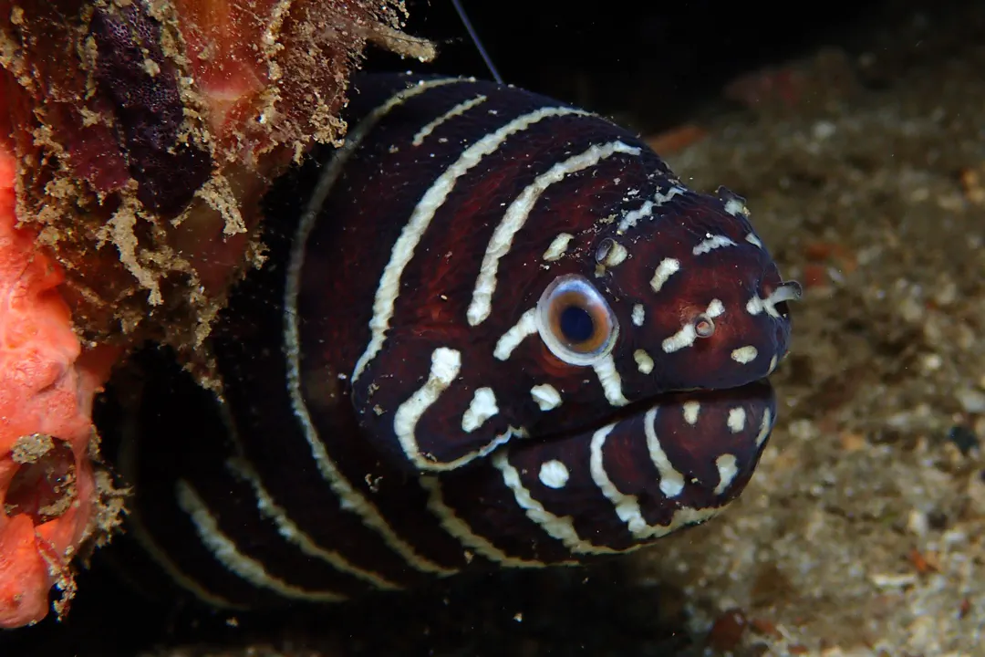 Zebra Moray (Gymnomuraena zebra)