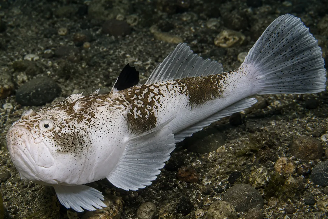 Whitemargin Stargazer (Uranoscopus sulphureus)
