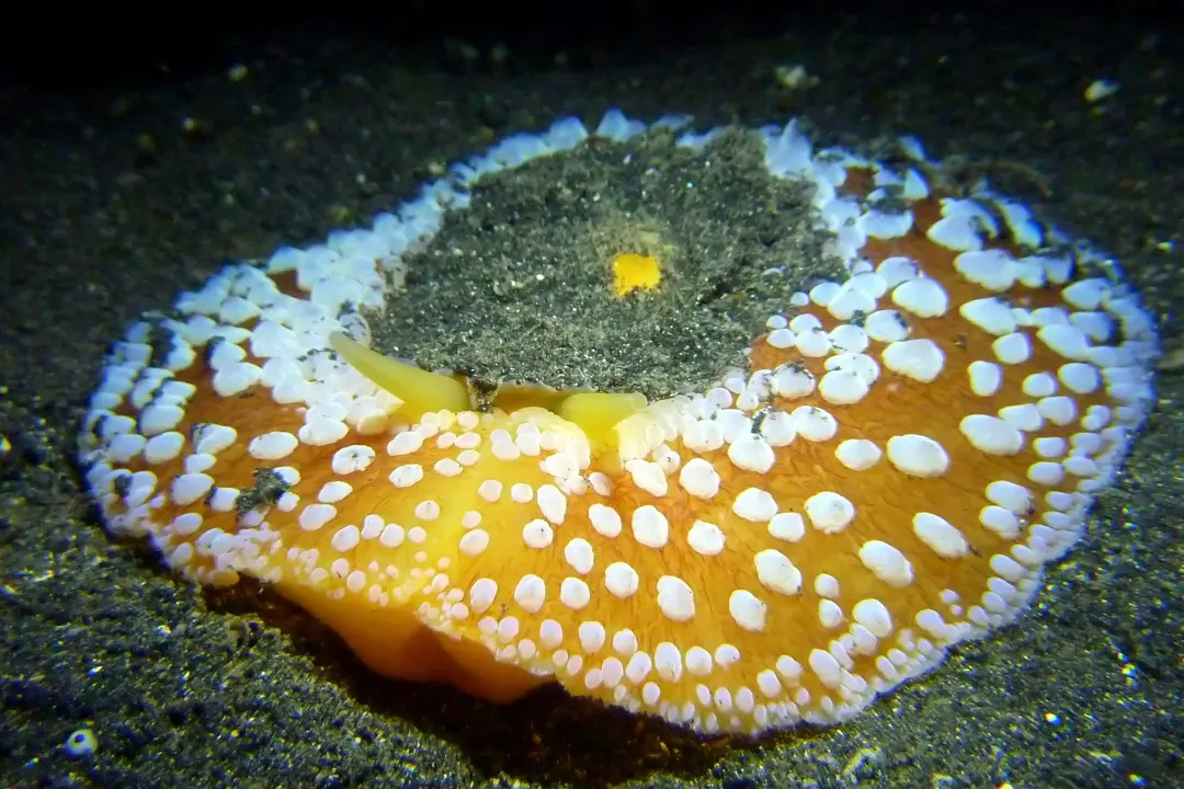Umbrella Slug (Umbraculum umbraculum)