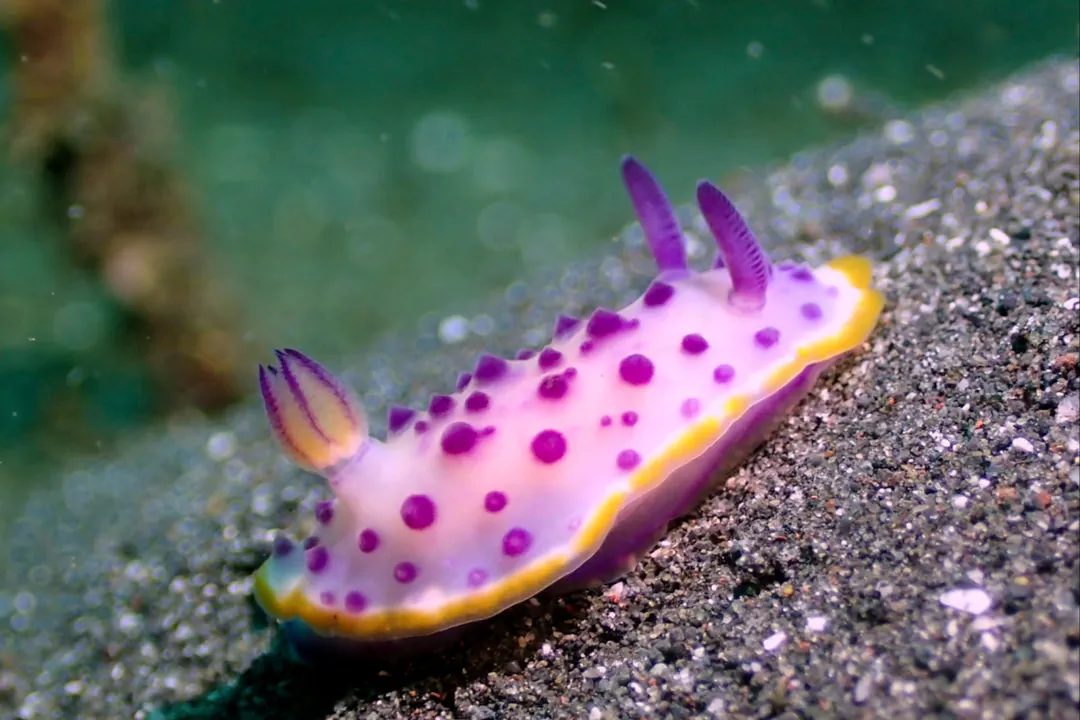 Marie's Mexichromis (Mexichromis mariei)