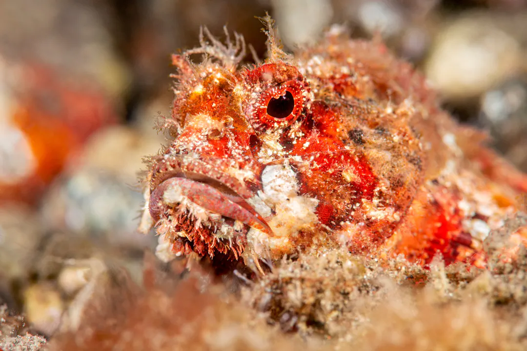 Sculpin Scorpionfish (Scorpaenopsis cotticeps)