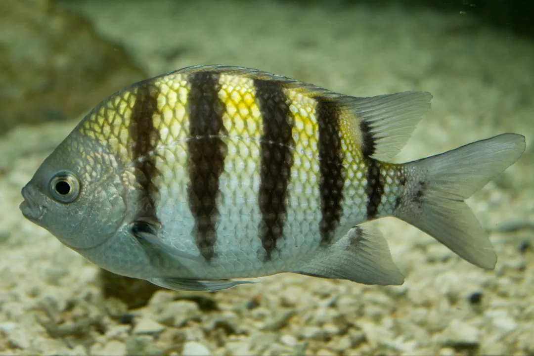 Atlantic Sergeant Major