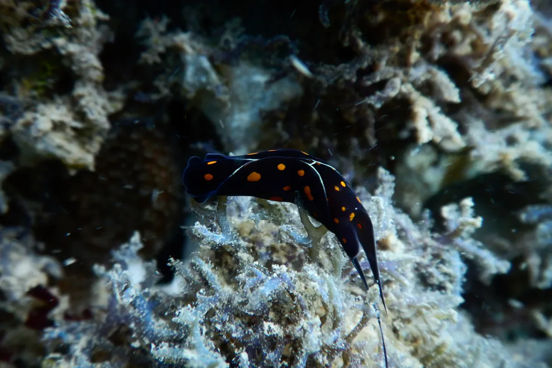 Chelidonura punctata (Chelidonura punctata)