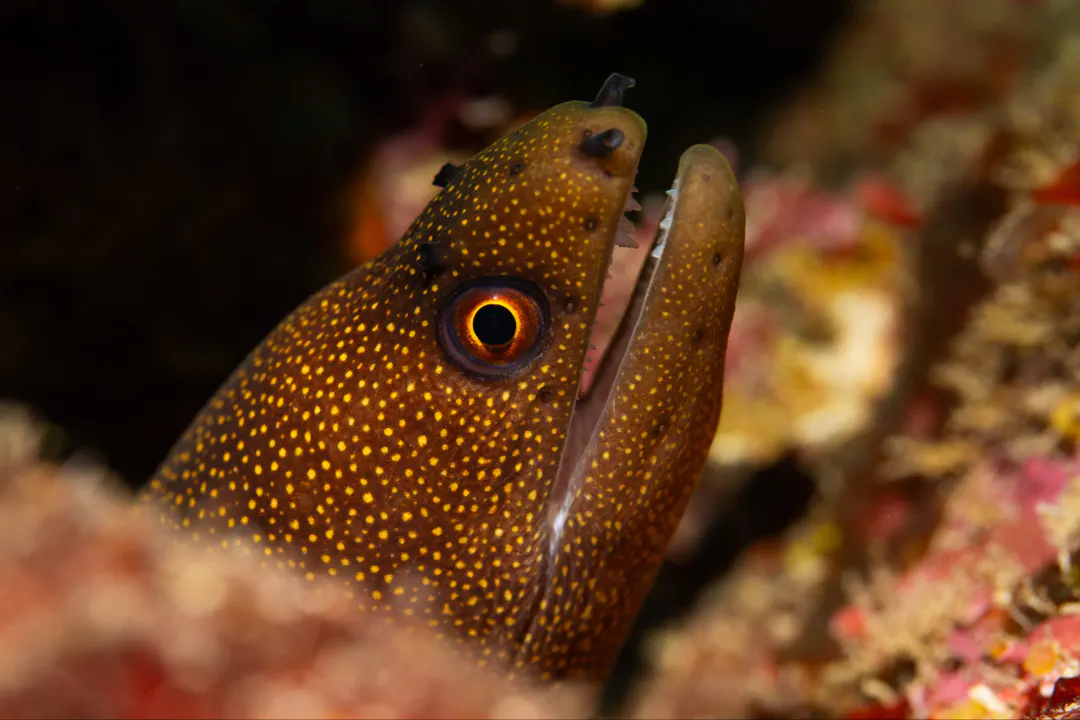 Goldentail Moray