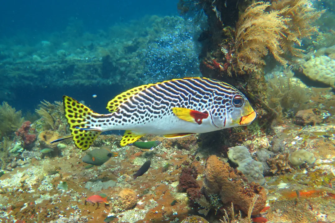 Yellowbanded Sweetlips (Plectorhinchus lineatus)