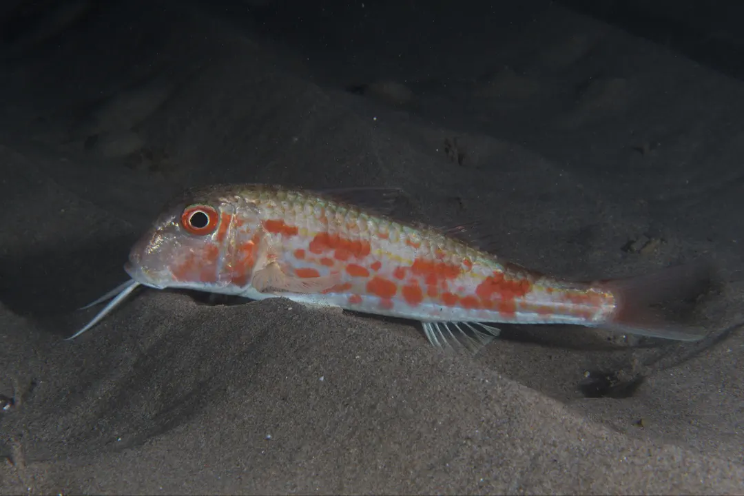 Red Mullet (Mullus barbatus barbatus)