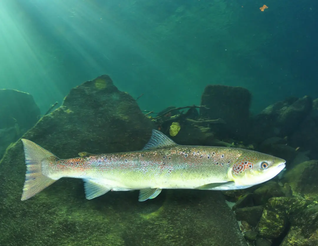 Atlantic Salmon