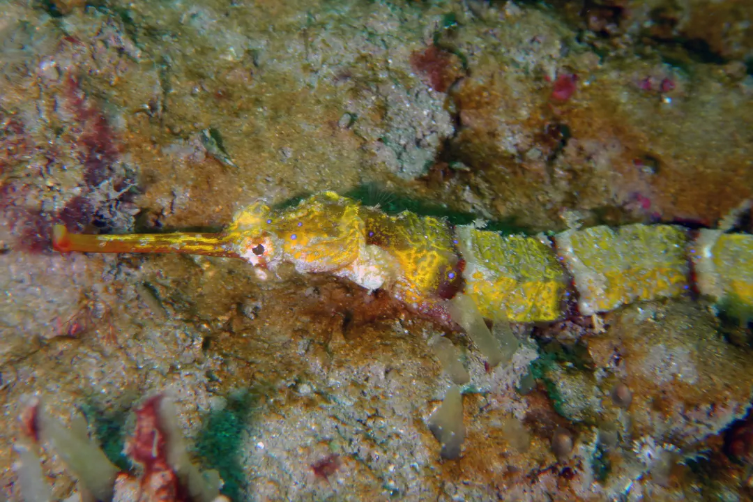 Ornate Pipefish