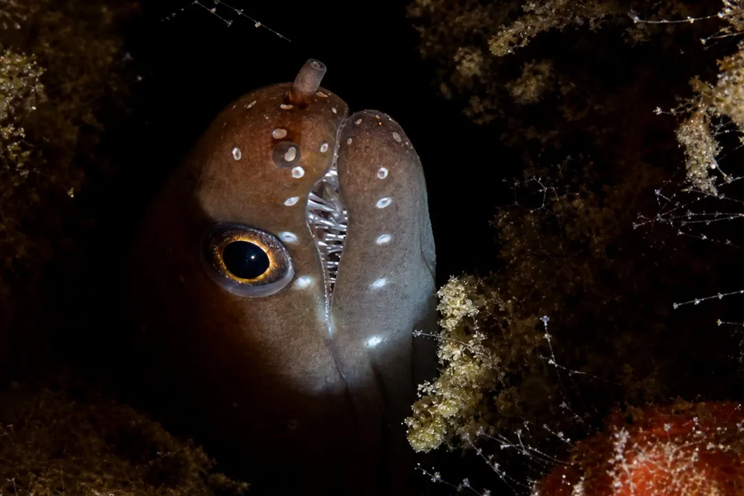 Caribbean Chestnut Moray
