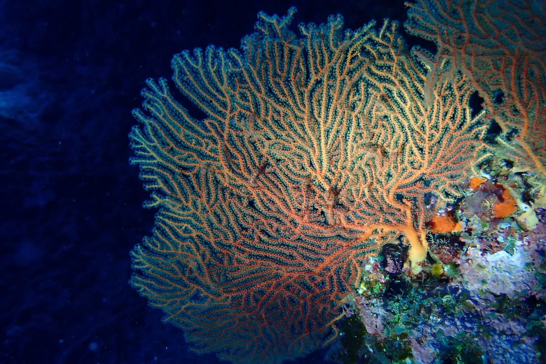 Giant Sea Fan