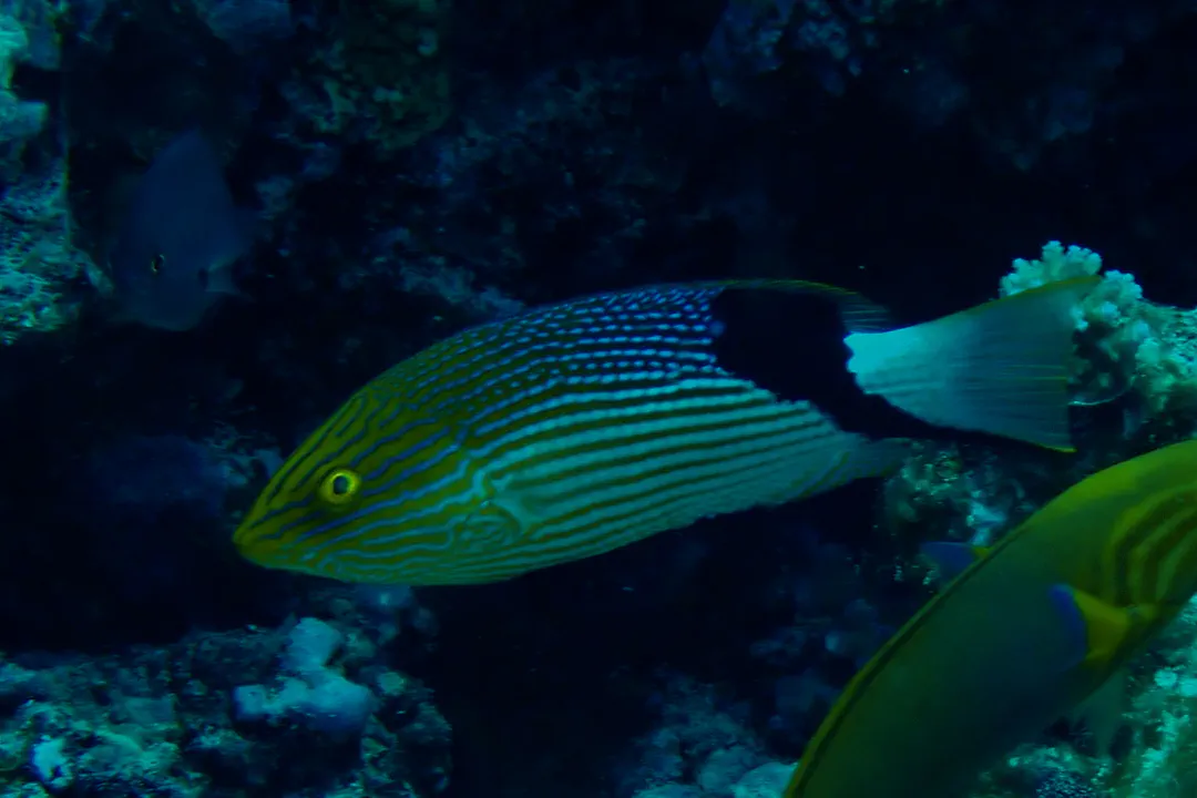 Black-finned Pigfish