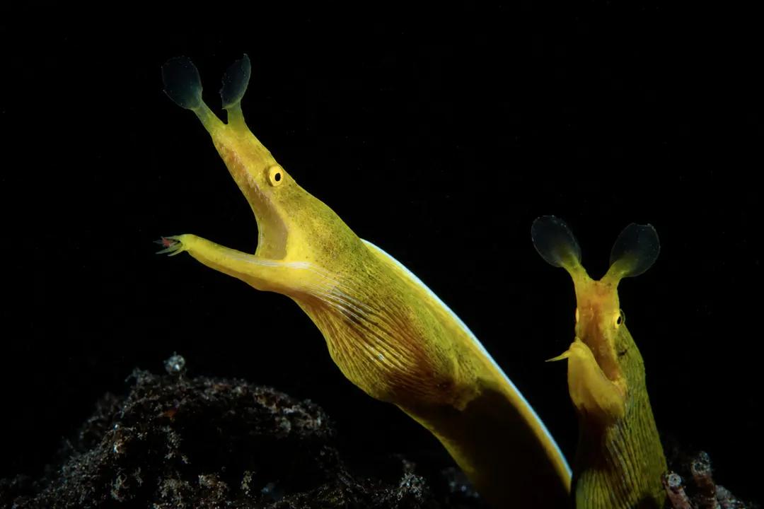 Ribbon Eel (female) (Rhinomuraena quaesita)