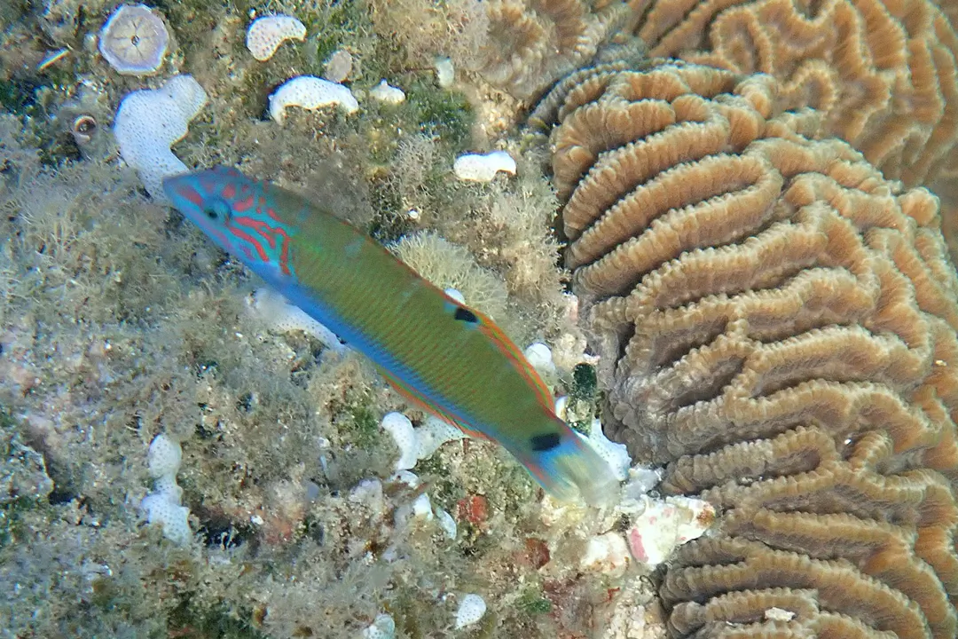 Moon Wrasse (juvenile) (Thalassoma lunare)