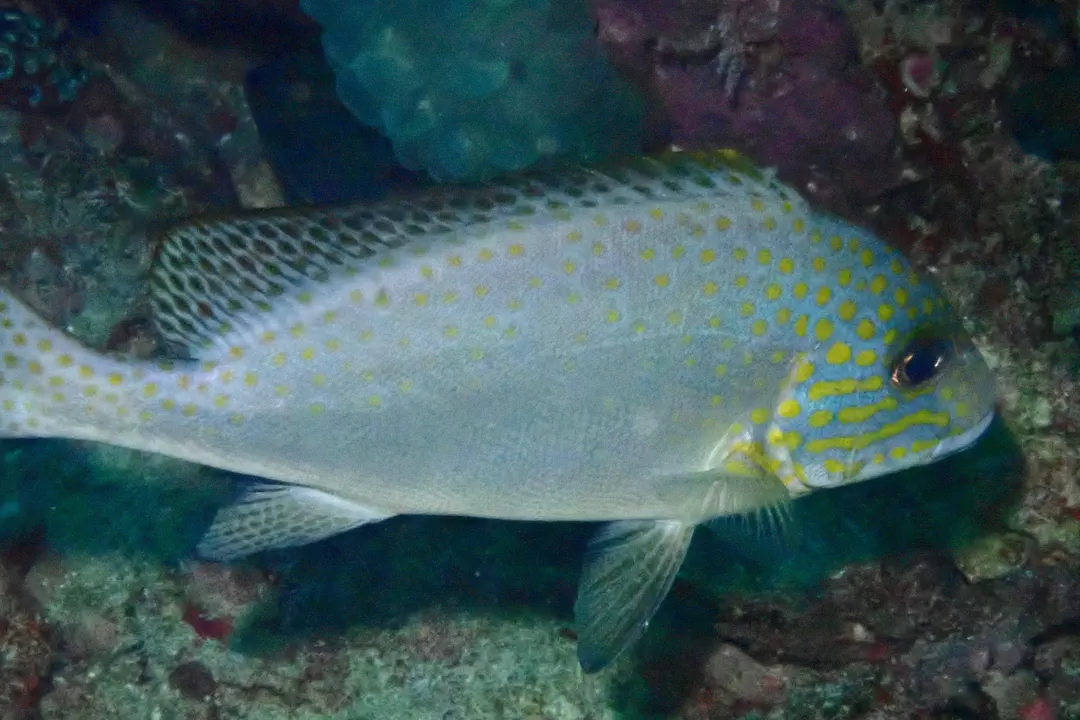 Painted Sweetlips (spotted) (Diagramma pictum)