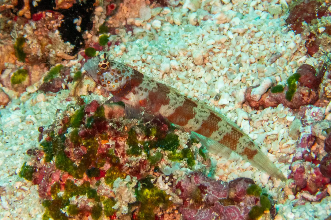 Broad-banded Shrimpgoby