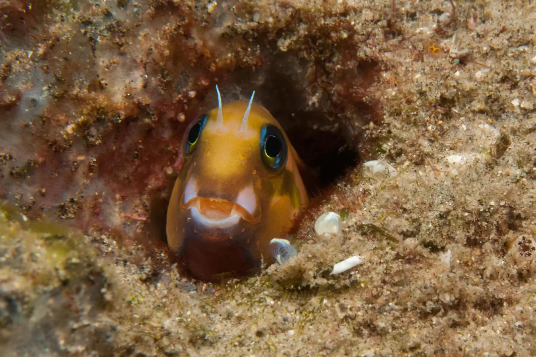 Midas Combtooth Blenny (Ecsenius midas)