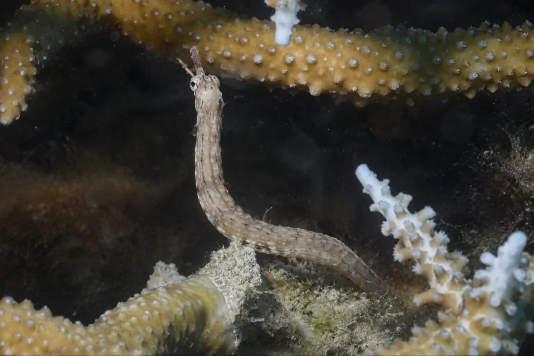 Corythoichthys sp (Corythoichthys sp)