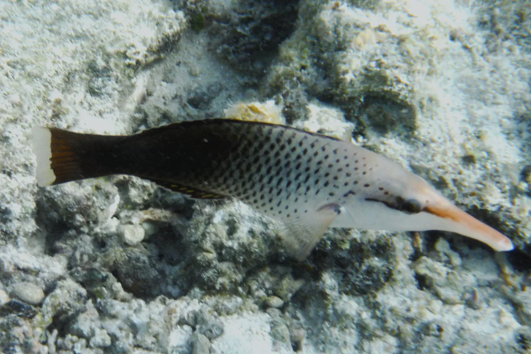 Bird Wrasse (female)