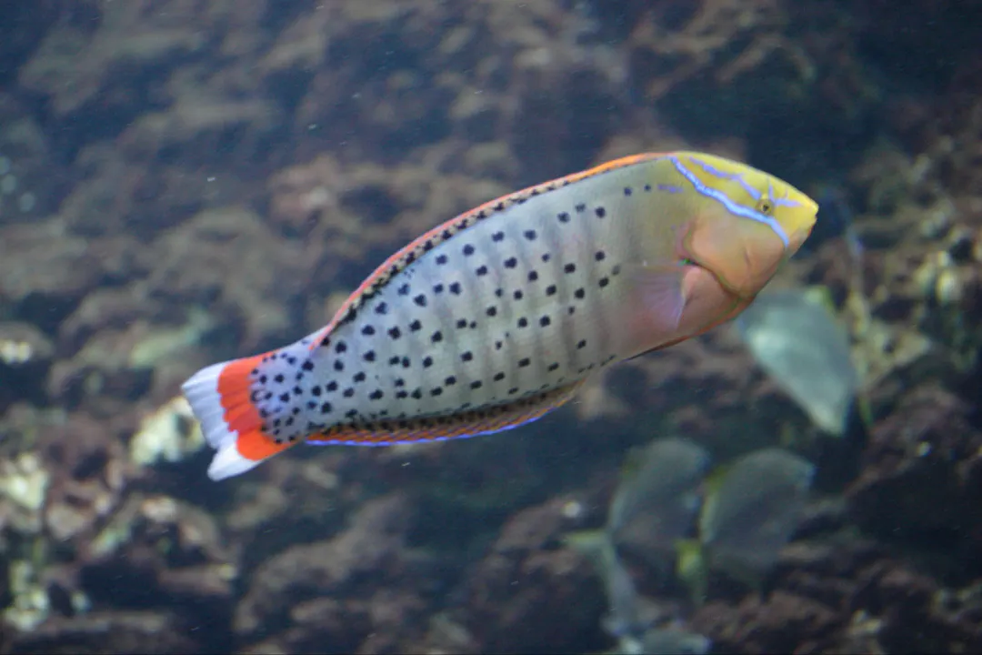 Queen Coris (Coris formosa)
