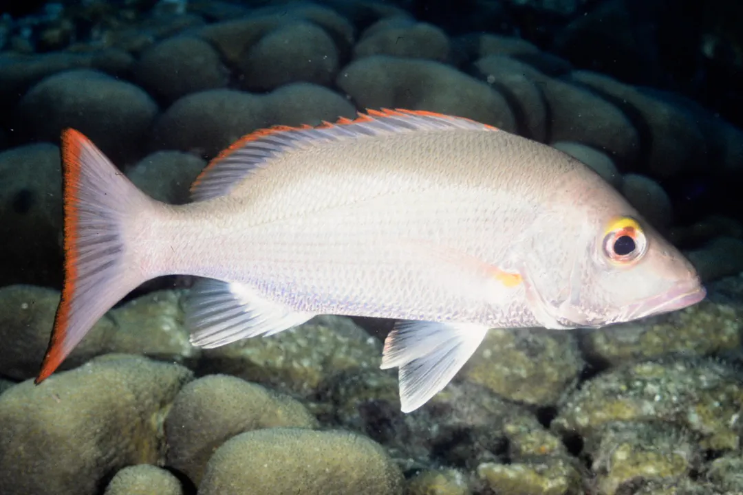 Mahogany Snapper (Lutjanus mahogoni)