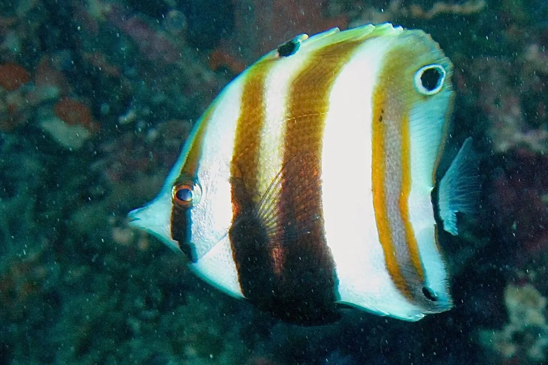 Two-eyed Coralfish (Coradion melanopus)