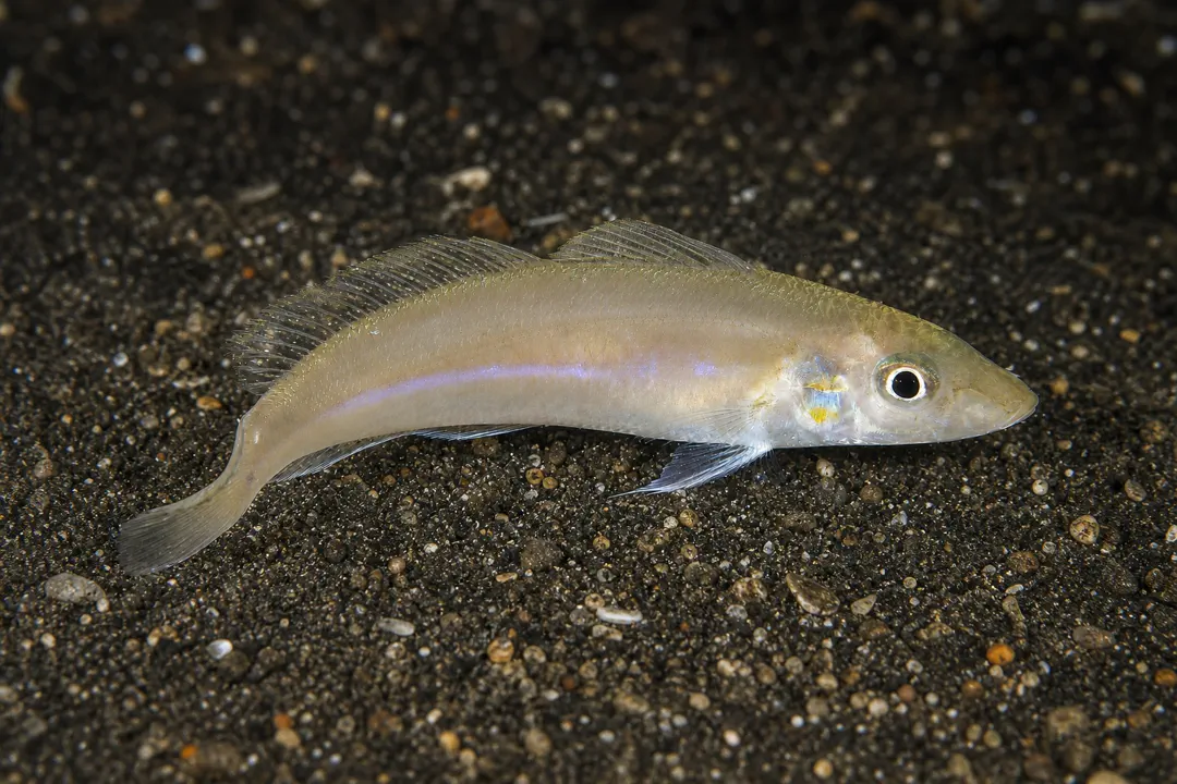 Stout Whiting