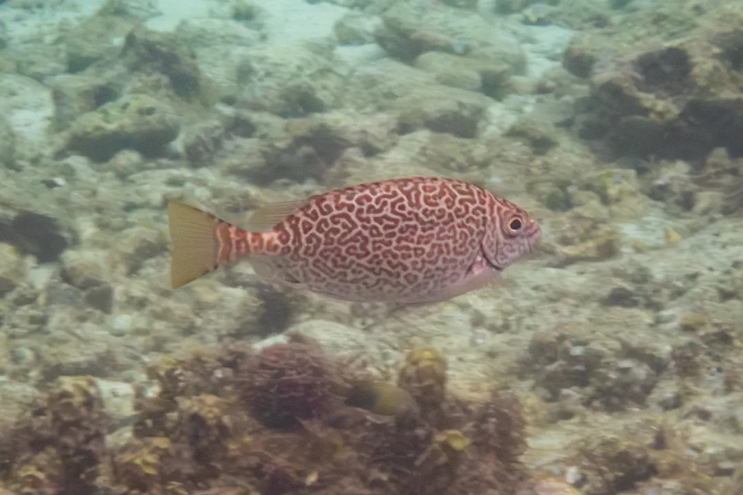 Scribbled Rabbitfish (Siganus spinus)