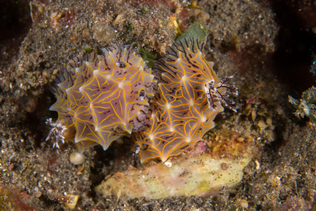 Willey's Halgerda (Halgerda willeyi)