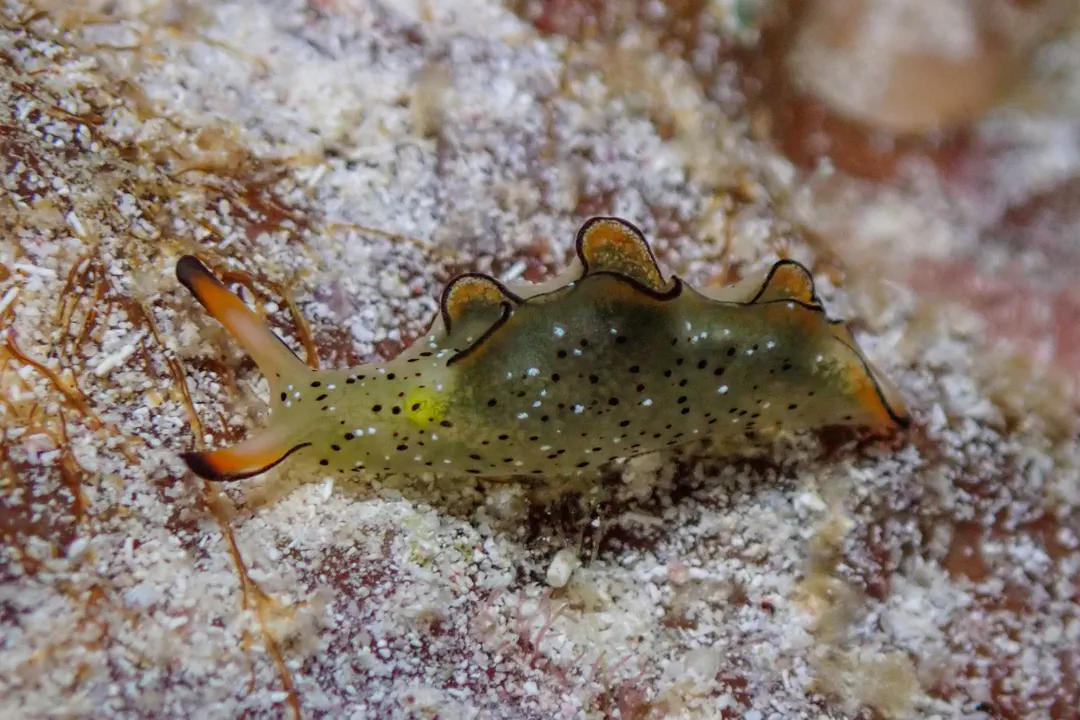Ornate Sap-sucking Slug