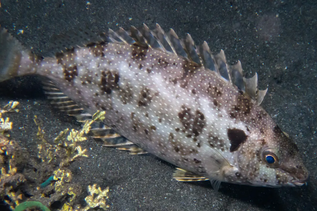 Black Rabbitfish (frightened)