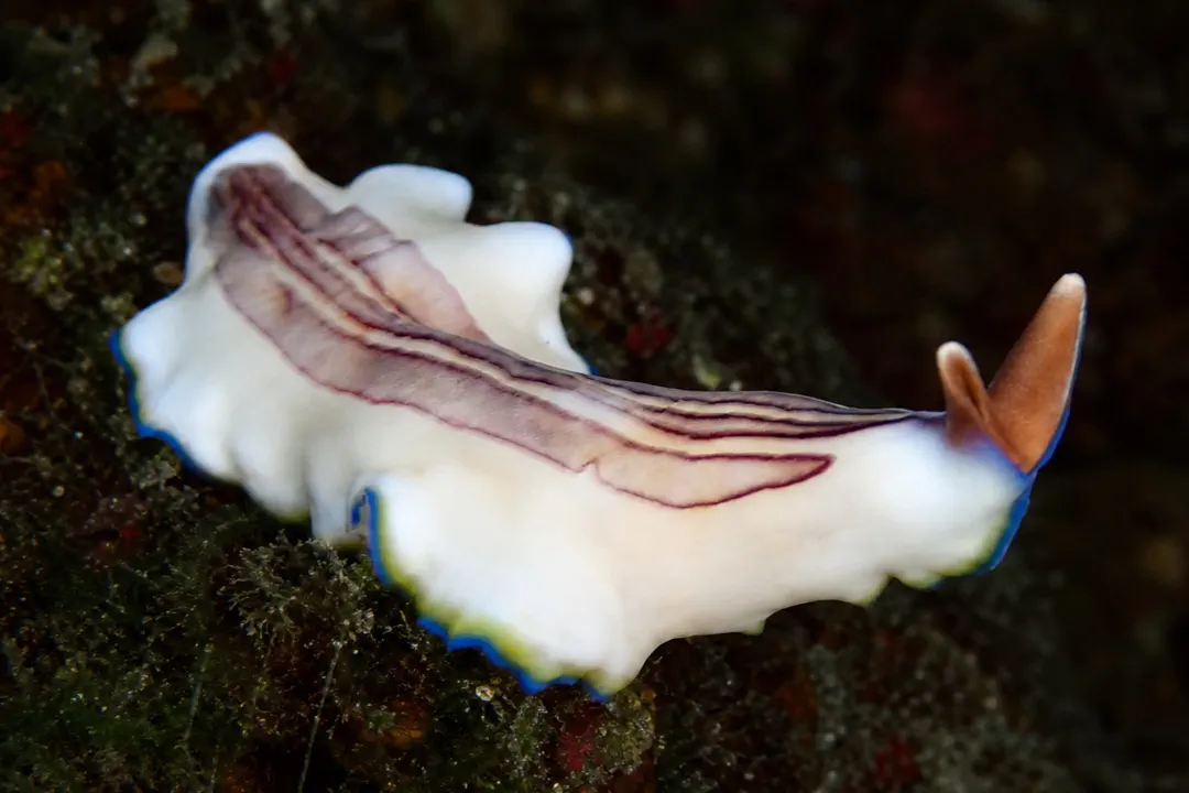 Pseudoceros rubrotentaculatus (Pseudoceros rubrotentaculatus)