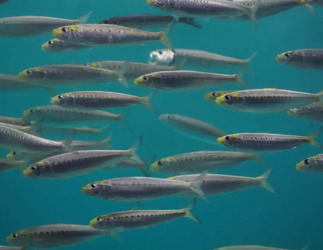 Seabook: Pacific Sardine