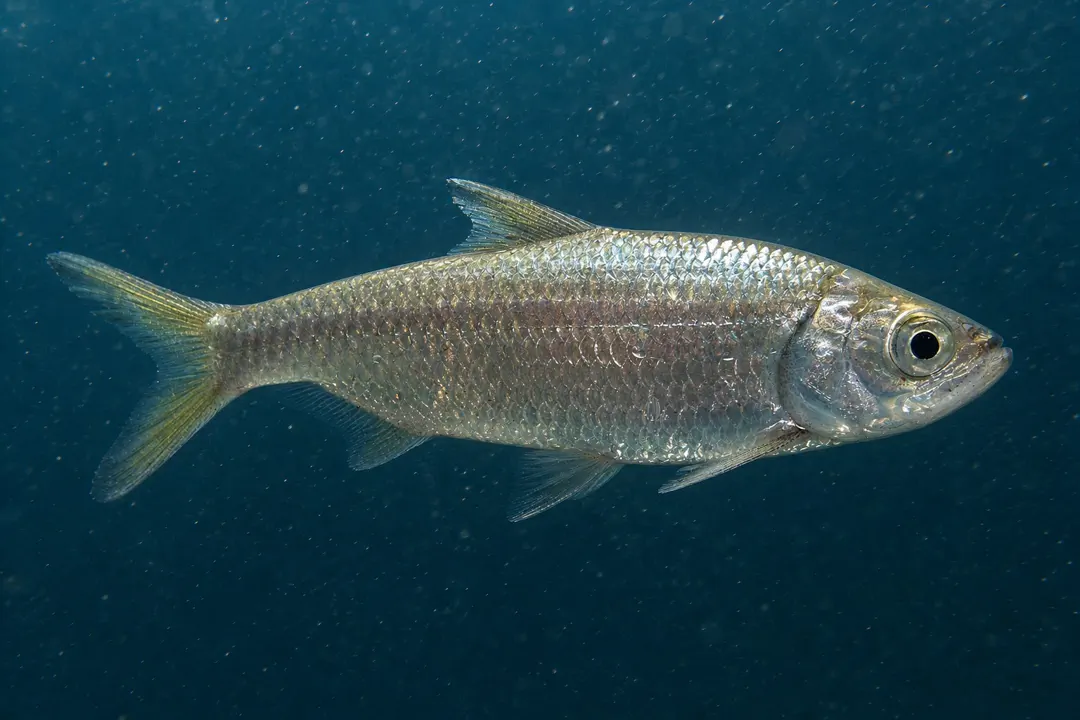 Oxeye Herring (Megalops cyprinoides)