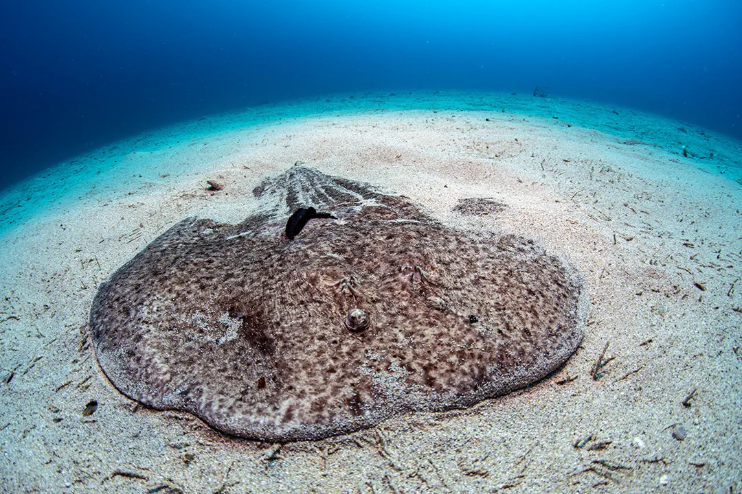 Marbled Electric Ray