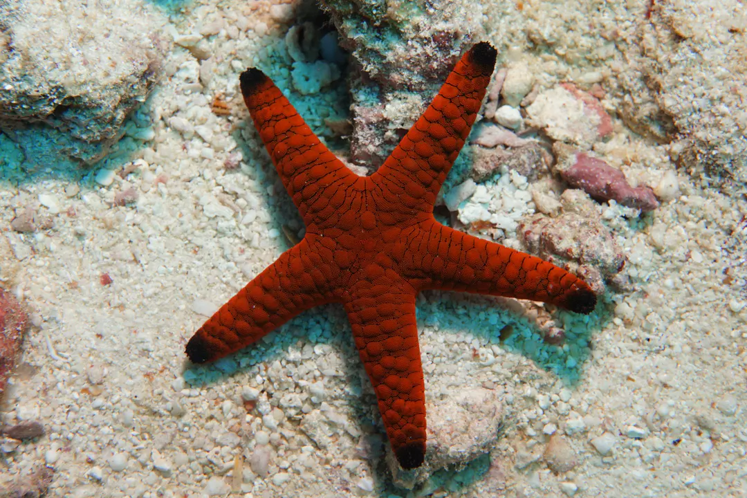 Indian Sea Star (Fromia indica)