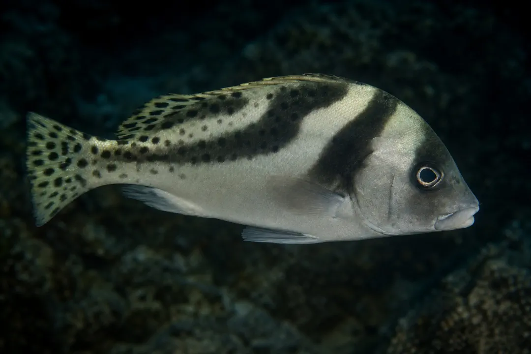 Crescent Sweetlips