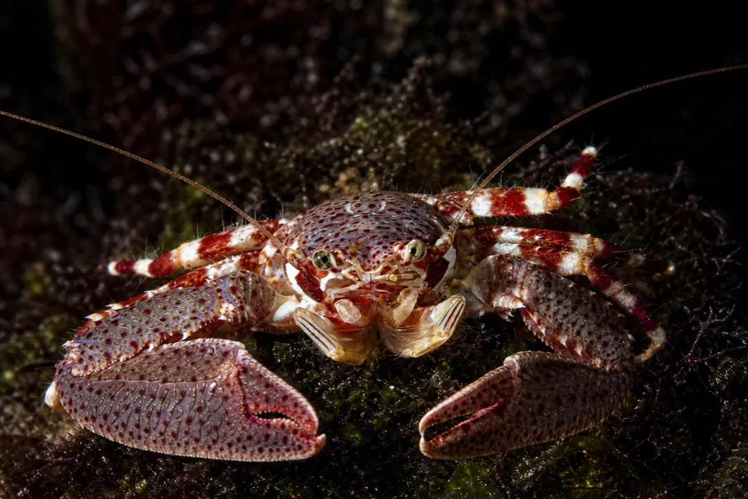 Soldier Porcelain Crab