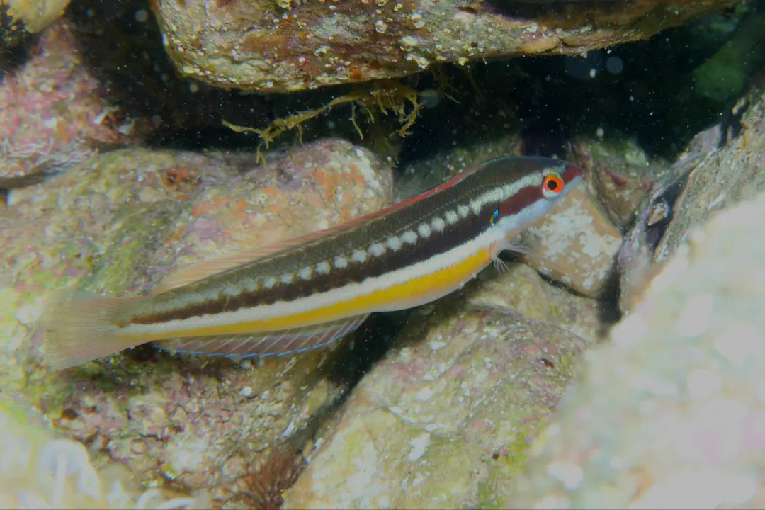 Mediterranean Rainbow Wrasse