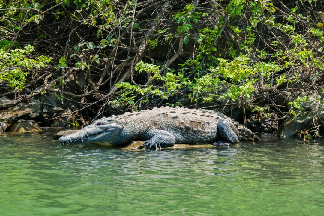 American crocodile